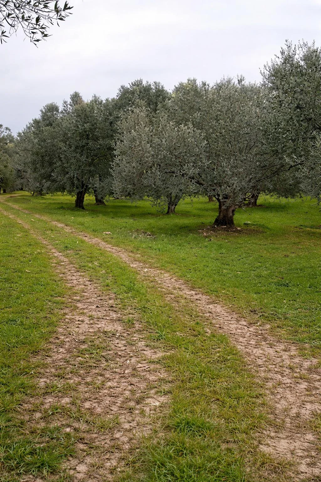 Turpa Arxesten Ayvalık Kazımkarabekir'de Satılık Zeytinli Tarla